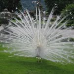 White Peacock image