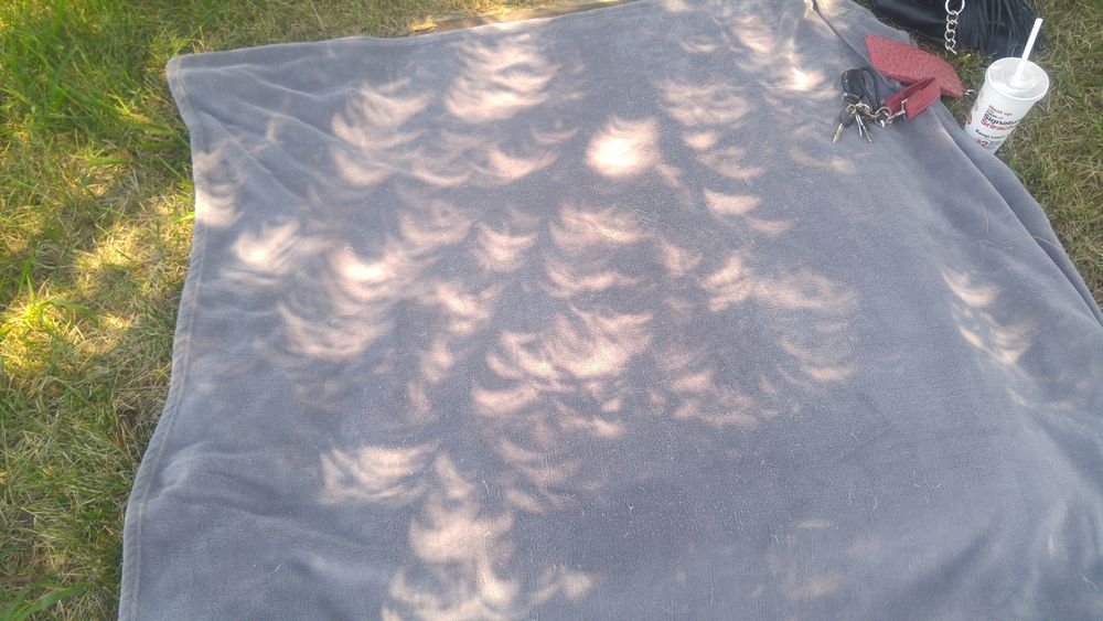 Total Solar Eclipse - August 2017 (filtered crescents under a tree)